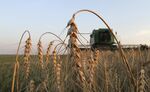 A combine harvester is used to harvest wheat at a farm in Orel, Russia.