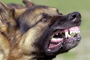 New Zealand Detects First Case of Rabies in Traveler Who Died