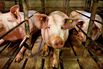 Carl Icahn Is a Valuable Ally for Pregnant Pigs