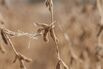 Soybeans Drop As US River Woes May Increase Domestic Stockpiles 