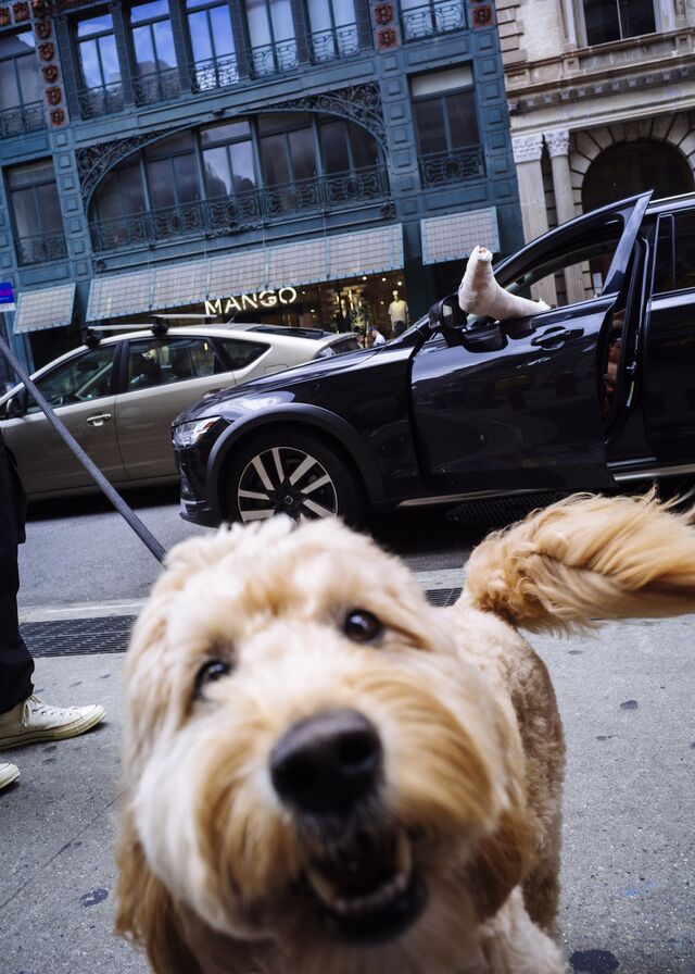 Goldendoodle looks into the camera on Broadway in New York, NY.