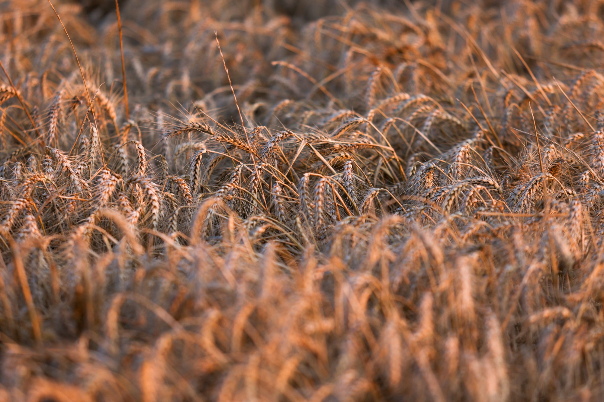 U.K. Wheat Harvest As Global Crop Prices Jump

