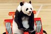 PANDA PERFORMS AT THE CHINESE ACROBATS ARTS FESTIVAL IN BEIJING.
