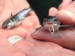 Baby channel catfish at the first big release in October 2014