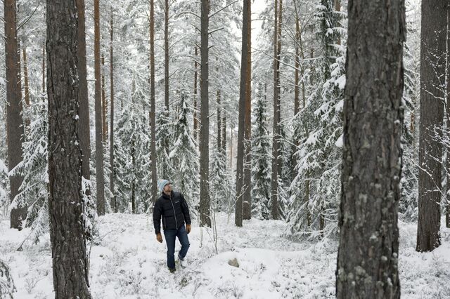 Small forest owner Anders Westlund walking through his forest holdings. The majority of Sweden's northern forests are conifers such as pine and spruce.