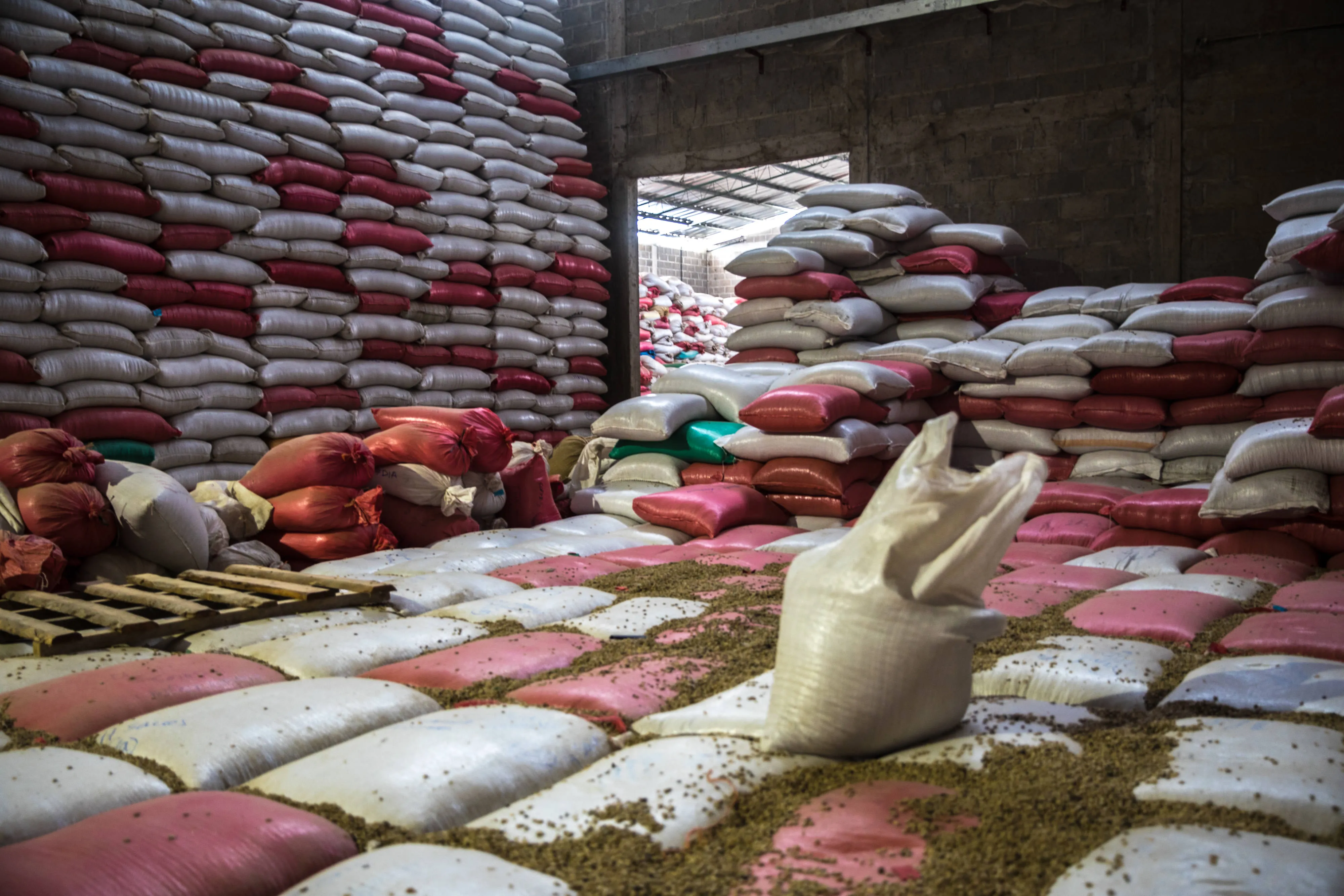Bags of coffee beans at a processing plant.