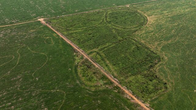 Damaged geoglyphs amid crop fields seen from above at Crichá farm. 