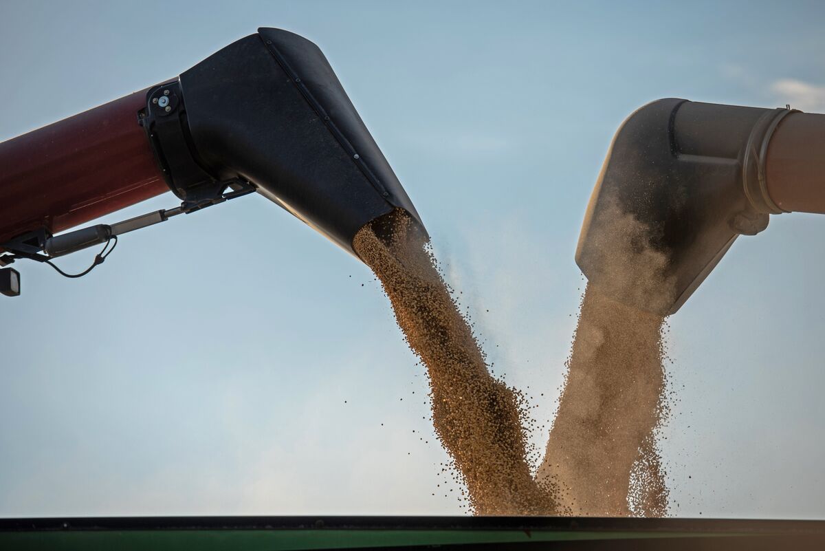 🟪"Bunge Global SA: Profitti in calo meno del previsto nonostante l'incertezza tariffaria"