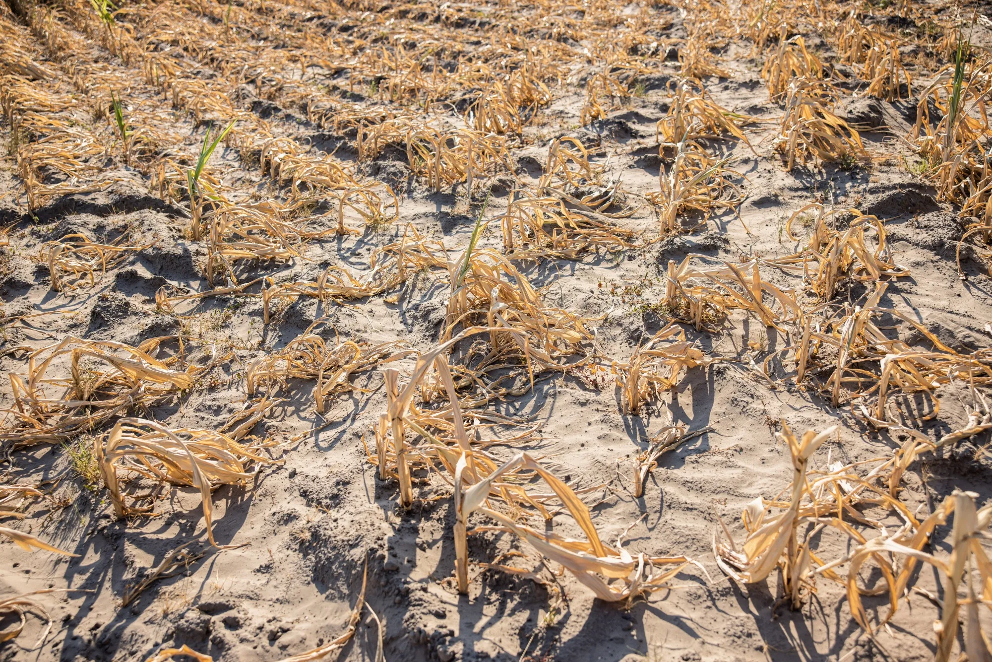 A drop in corn production could hit stockpiles and inflate costs for feeding livestock across the continent.
