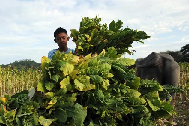 when was tobacco first used A History of Tobacco