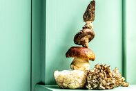relates to Make ’Shroom at the Table: Five Fungi Worth Cooking Now