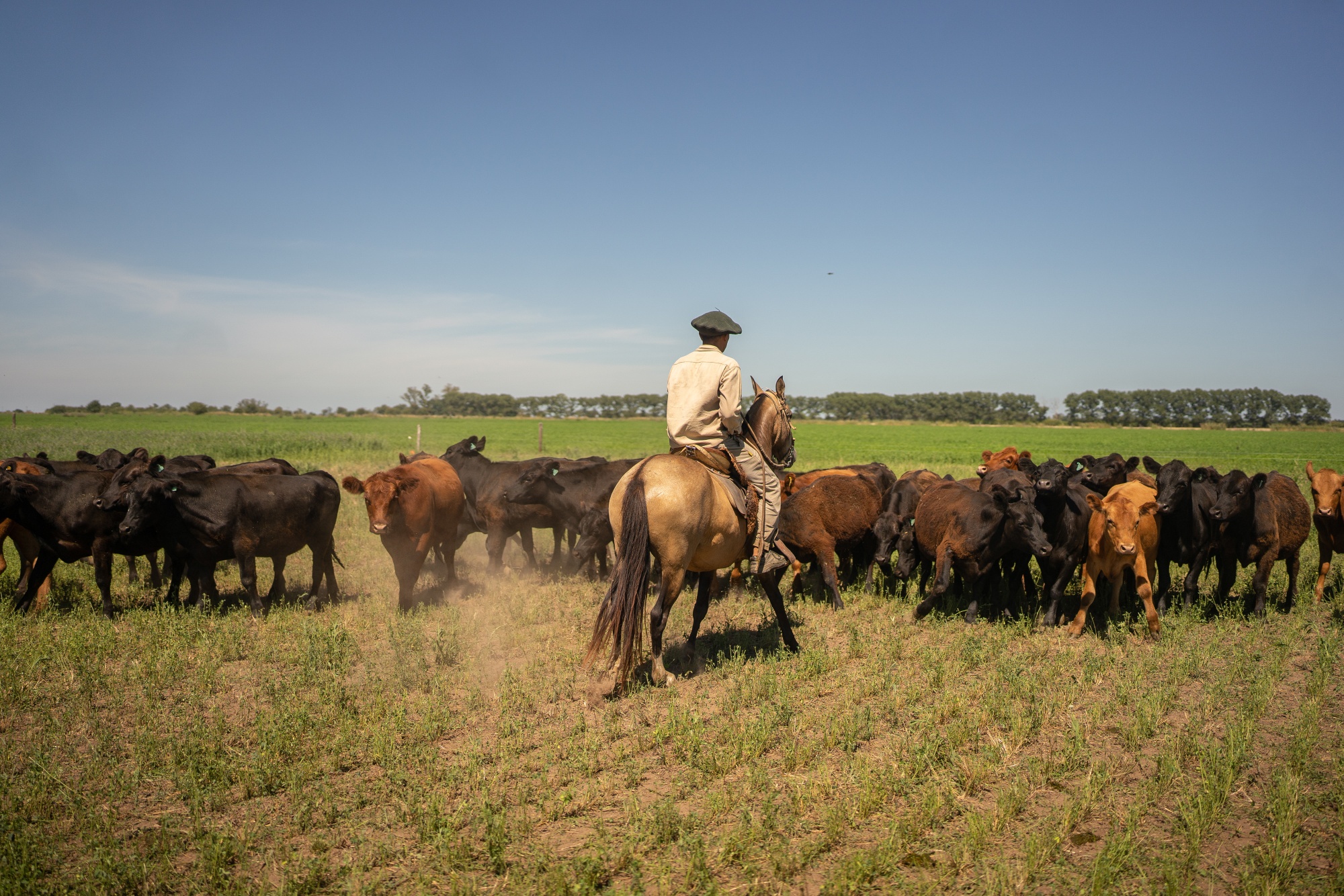 A gaucho gathers cattle on a ranch in Rosario, Argentina, on Wednesday, Aug. 27, 2025. Renowned ranching nation Argentina is importing beef as President Javier Milei&#39;s currency and trade policies make it more affordable to source supplies abroad while local prices remain high. Photographer: Sebastian Lopez Brach&#x2F;Bloomberg