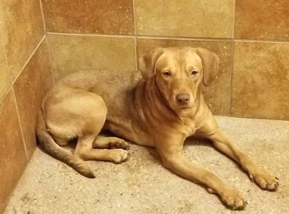 midland spca dogs for adoption