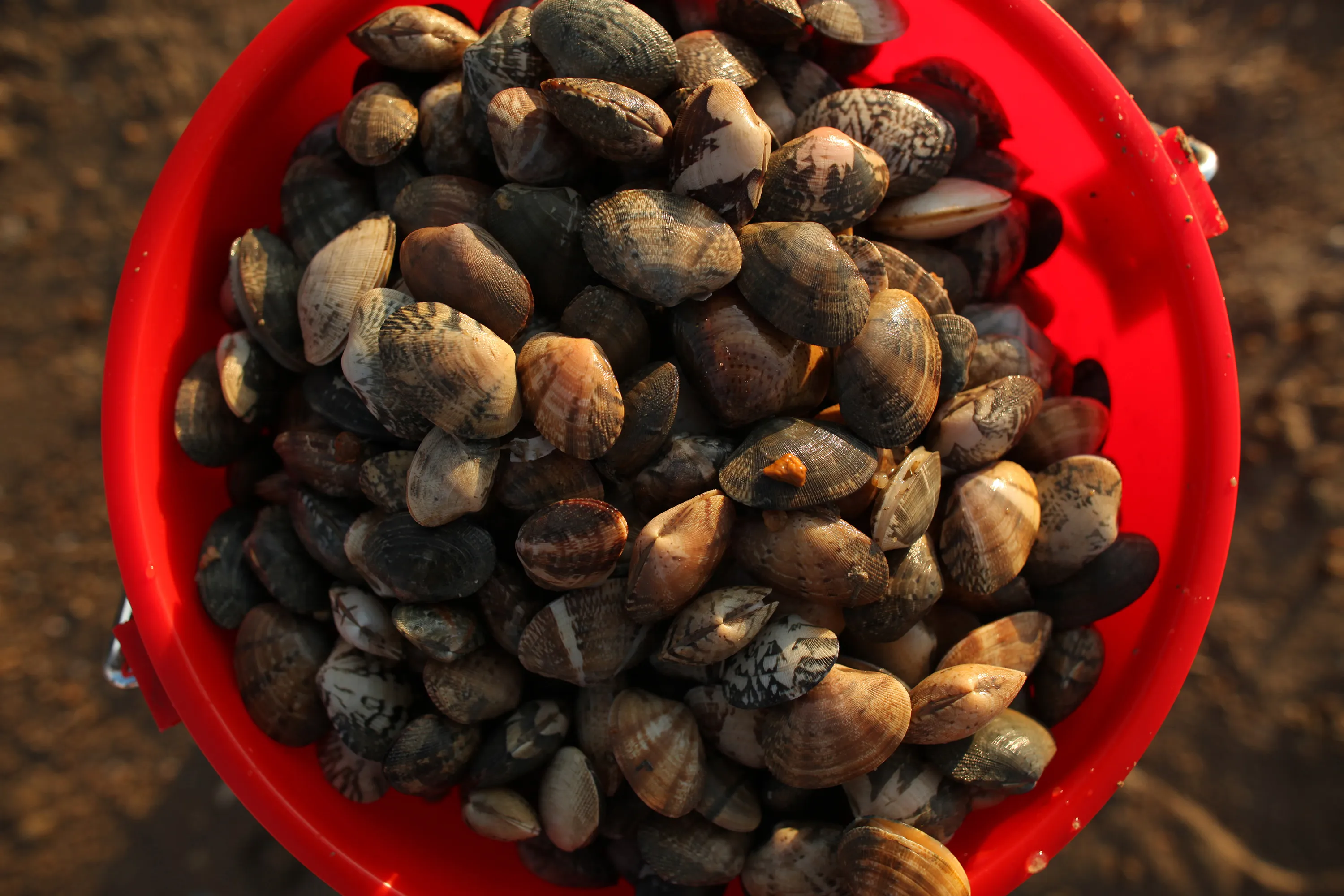 Seafood study shows contaminated clams are a health risk - Bloomberg