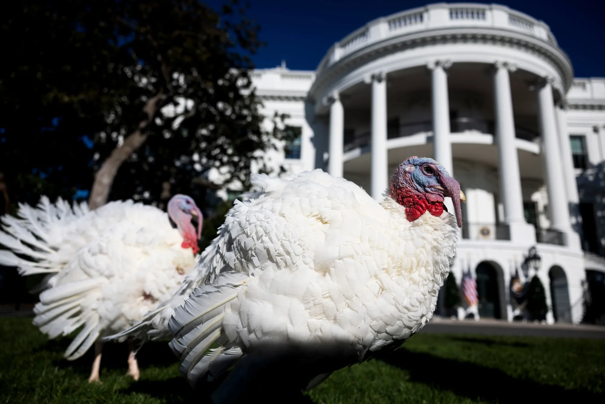 Peach and Blossom, the 2024 National Thanksgiving Turkeys, prior to receiving a presidential pardon on the South Lawn of the White House in Washington, DC, on Nov.&nbsp;25.