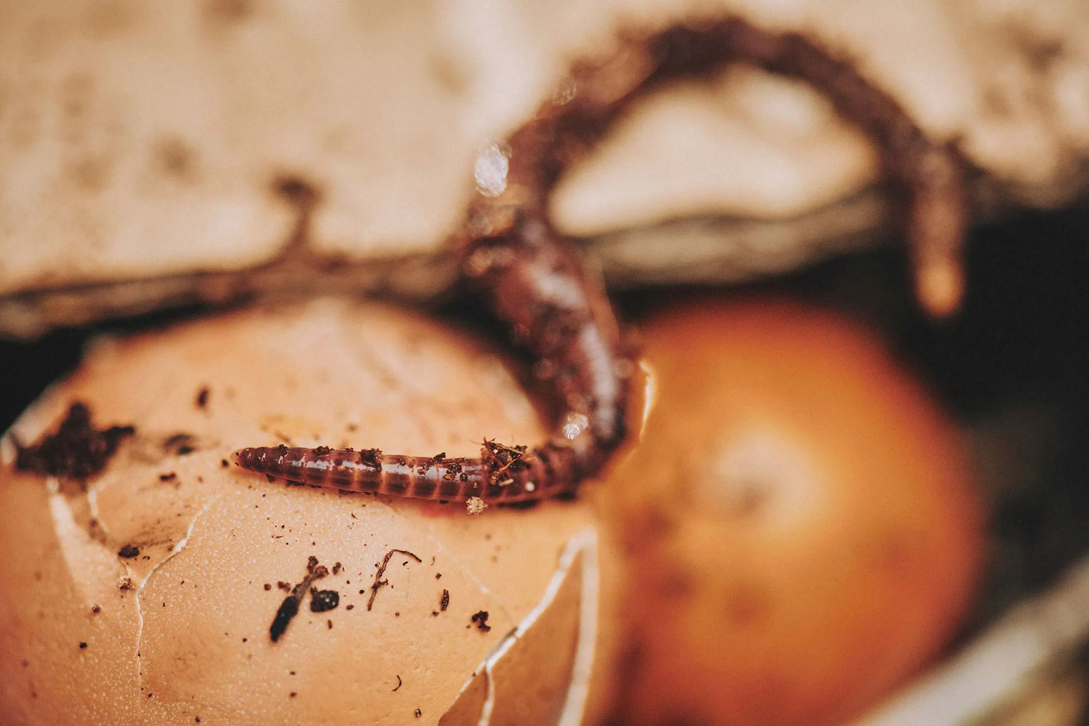 Close-up of a worm in the Urbalive Worm Farm kit.