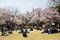 1491513386_cherry-blossoms-tokyo-shiho-fukada-11