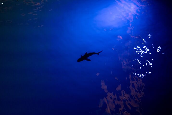 A Shark Swimming In The Sea