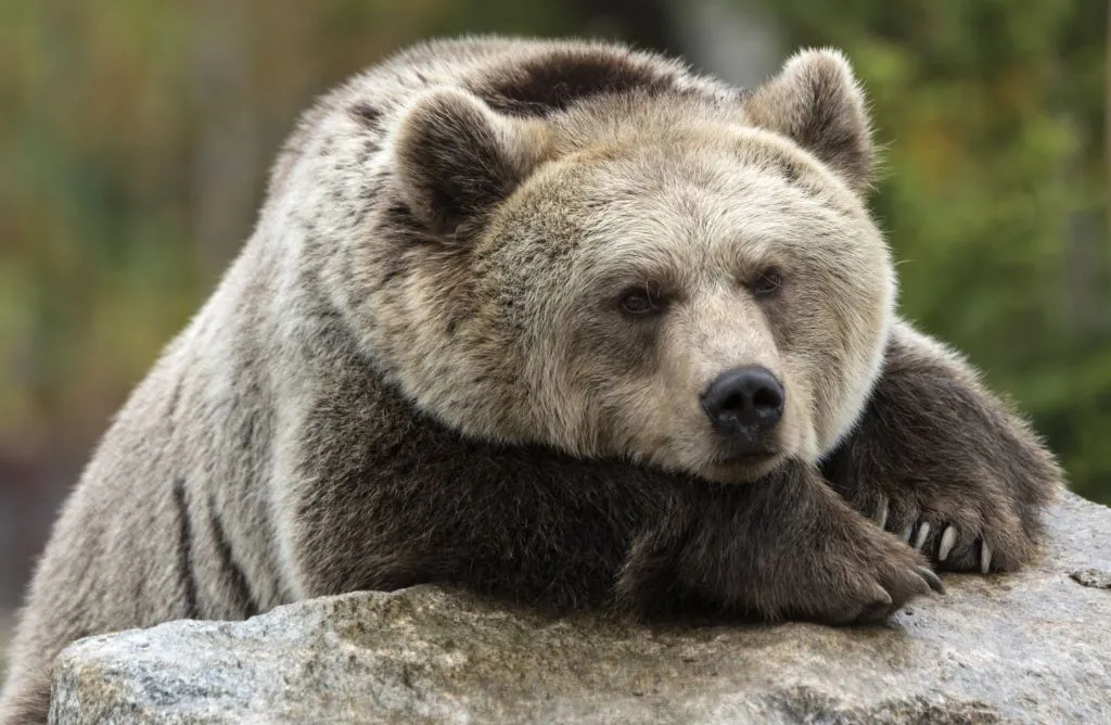 In hibernation?
