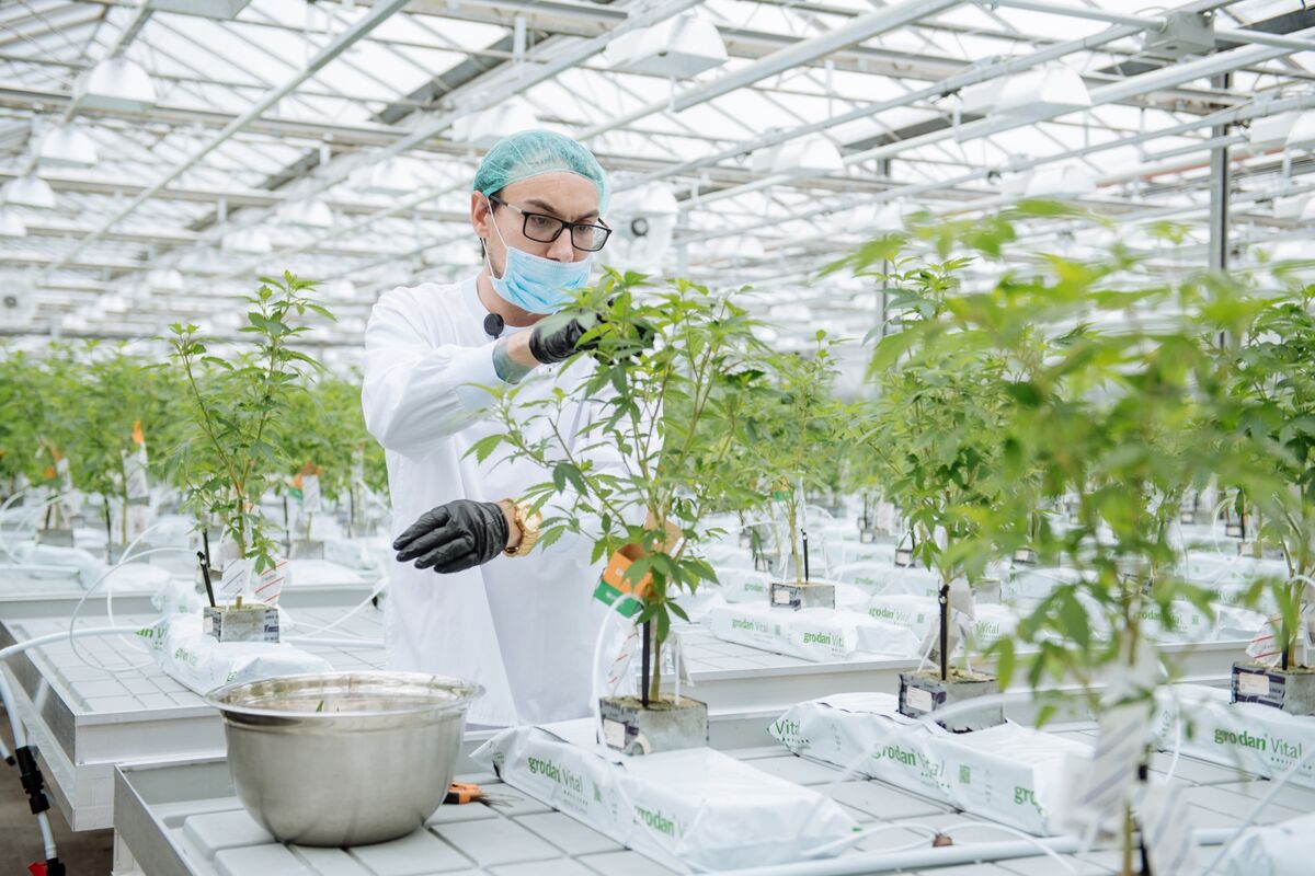 See market. Cannabis Production facilities Ontario.