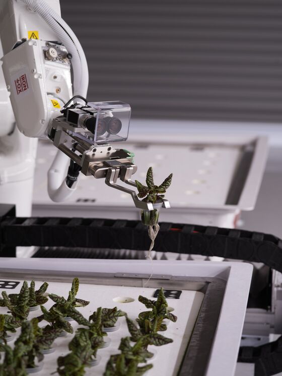 Lettuce-Farming Robots Might Grow Your Next Salad