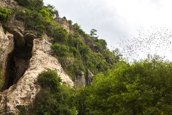 A Bat Cave Run by Monks Shows It’s Hard to Banish Virus Risk