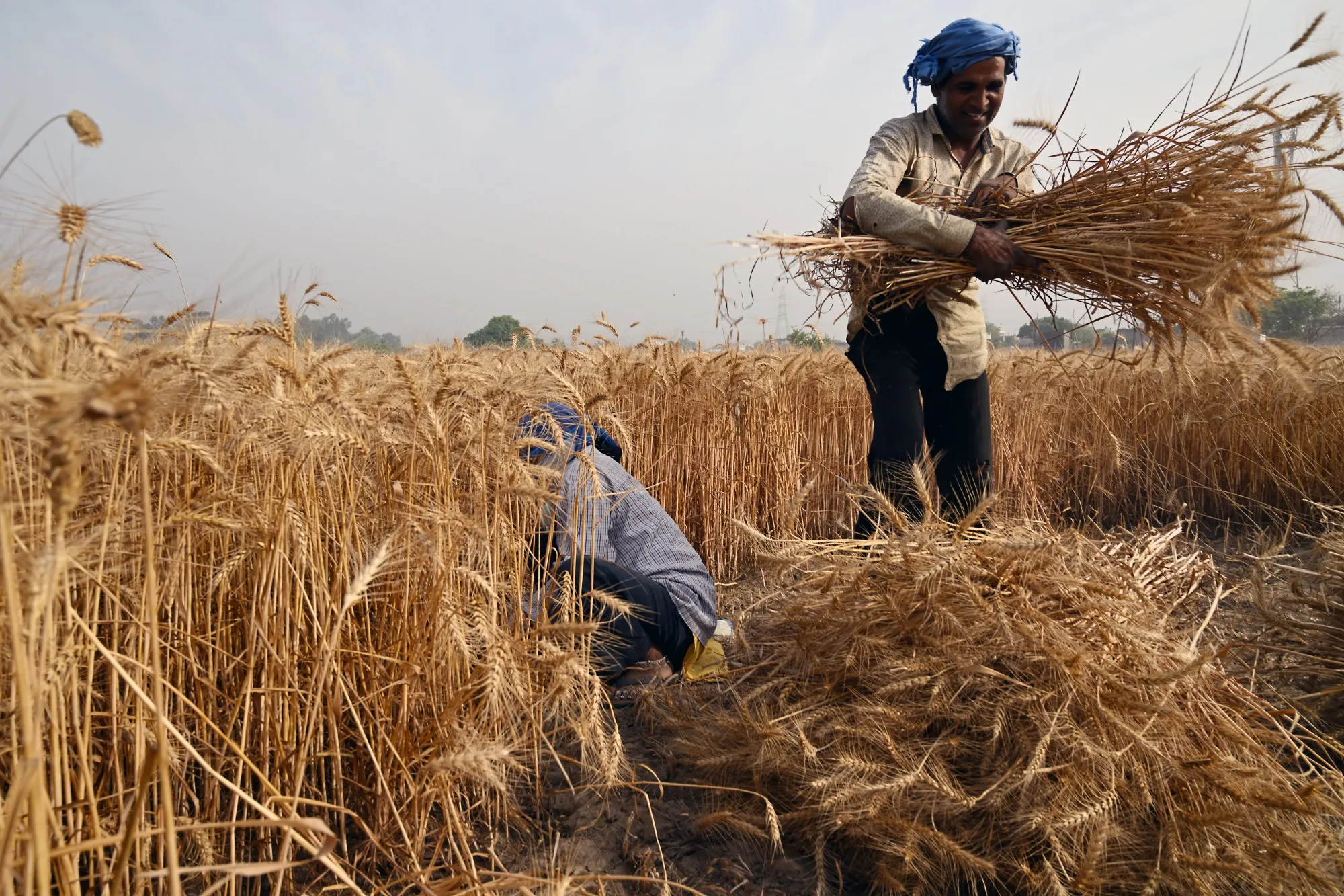 A wheat harvest in Uttar Pradesh, India.