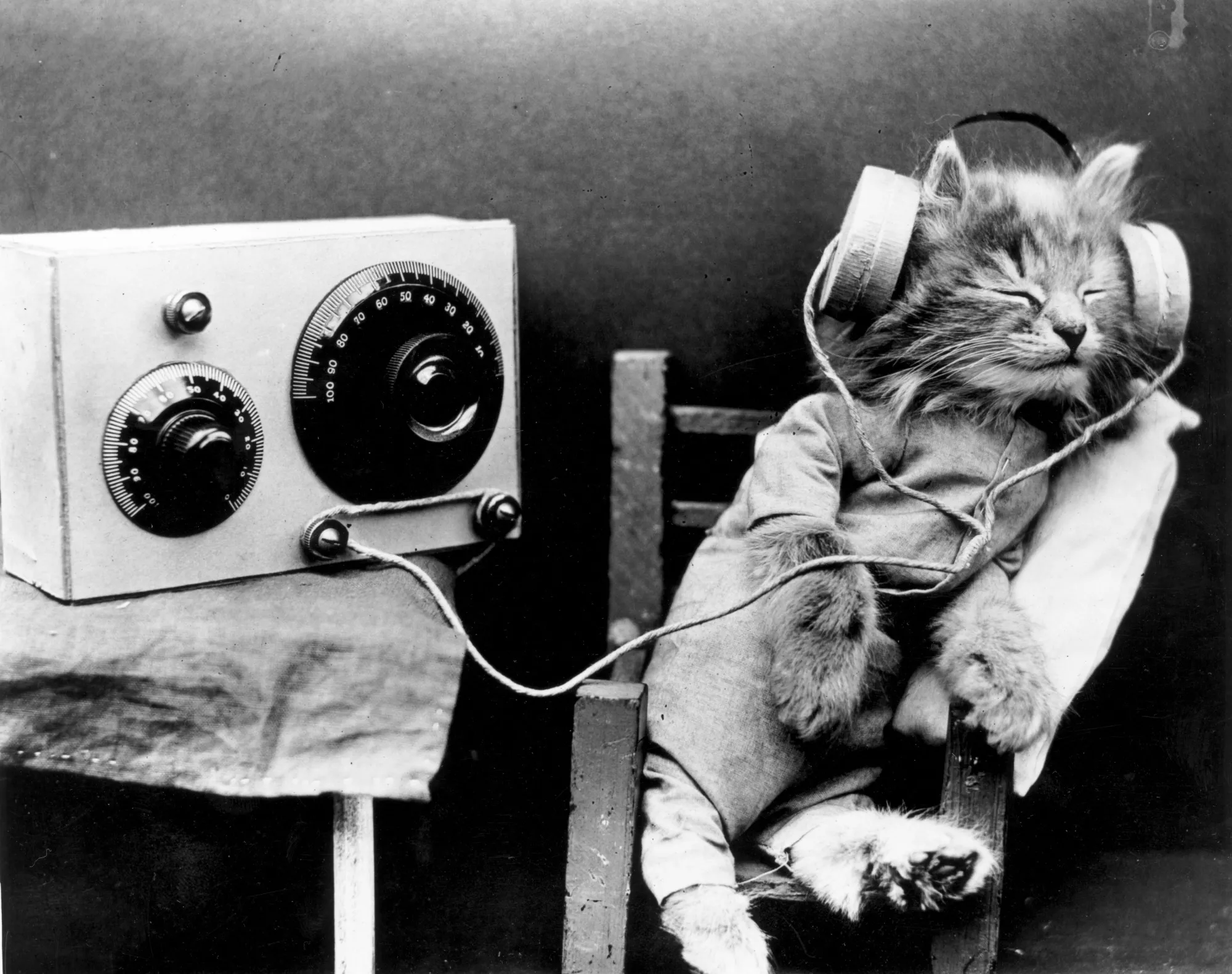Curiosity pleased this cat.
