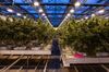 Cannabis plants grow at the CannTrust Holdings Inc. production facility in Fenwick, Ontario, Canada.