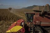 Brazil's Agricultural Industries Raised Their Share Of Brazilian GDP