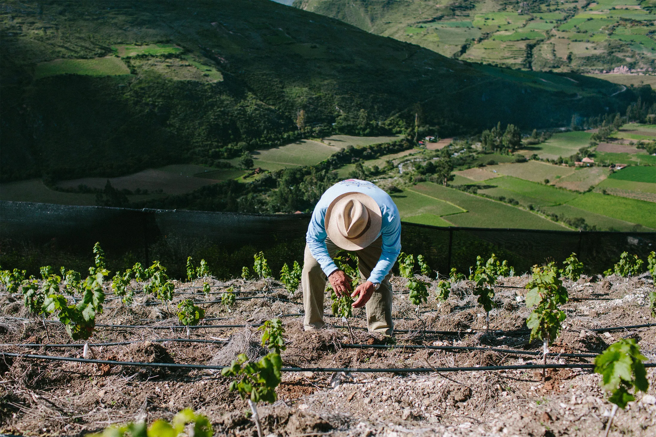 The altitude at Apu Winery in the Peruvian Andes is nearly twice that of vineyards in Mendoza, Argentina.