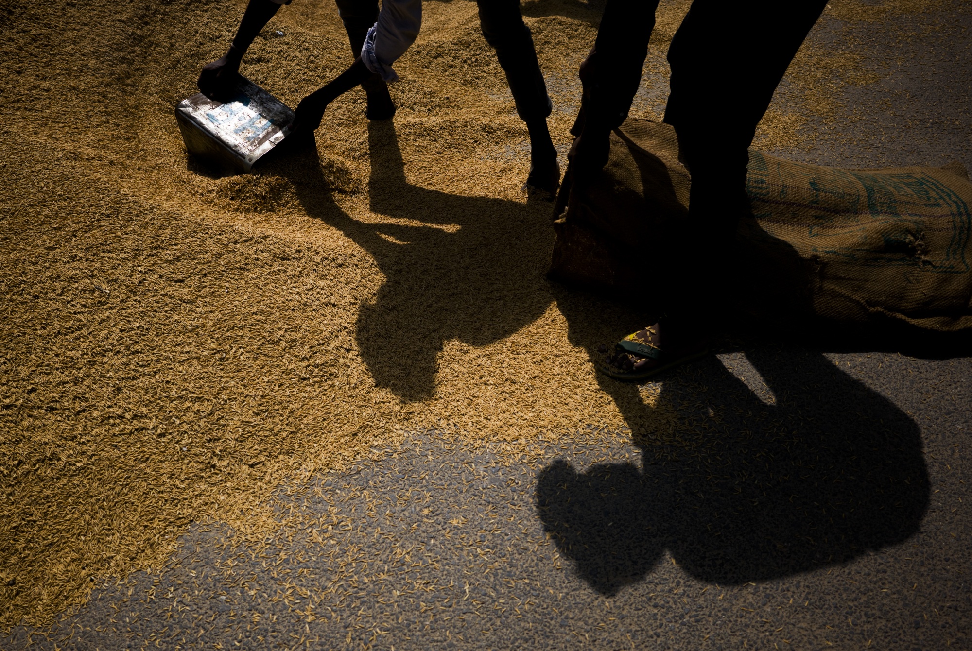 Workers bag rice paddy at a wholesale market in New Delhi, India.