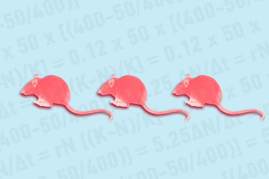Fact or Fiction: Rats Can Make You Sick