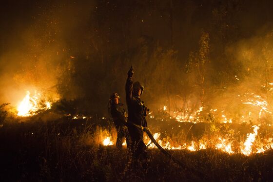 To Zero Out Emissions, Chile Must Rethink Its Forestry Industry