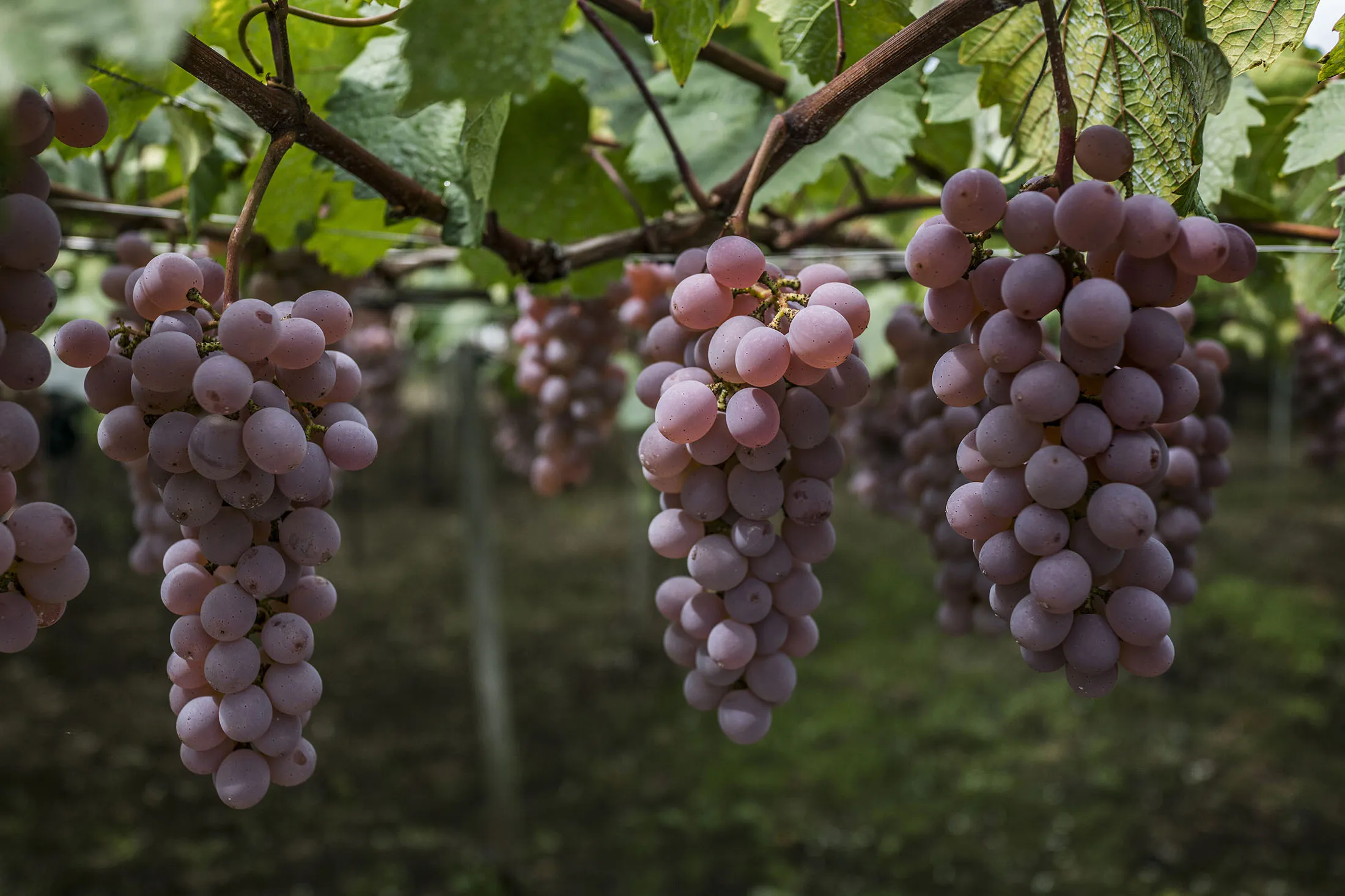 Koshu grapes ripen in Katsunuma, Yamanashi Prefecture, Japan, on Friday, Sept. 7, 2018. Mercian, Japan’s biggest and oldest winemaker, is nearly doubling its vineyards on expectations that its niche grapes -- grown in a small area in the shadow of Mount Fuji -- will increase sales both at home and overseas.