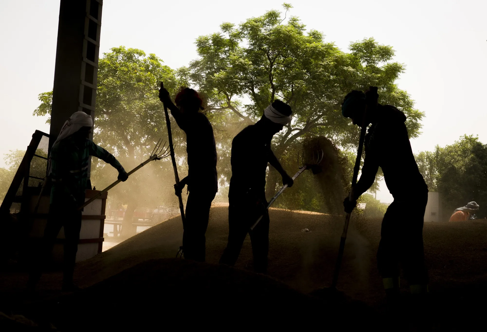Workers clean rice paddy at a wholesale market in the outskirts in New Delhi.