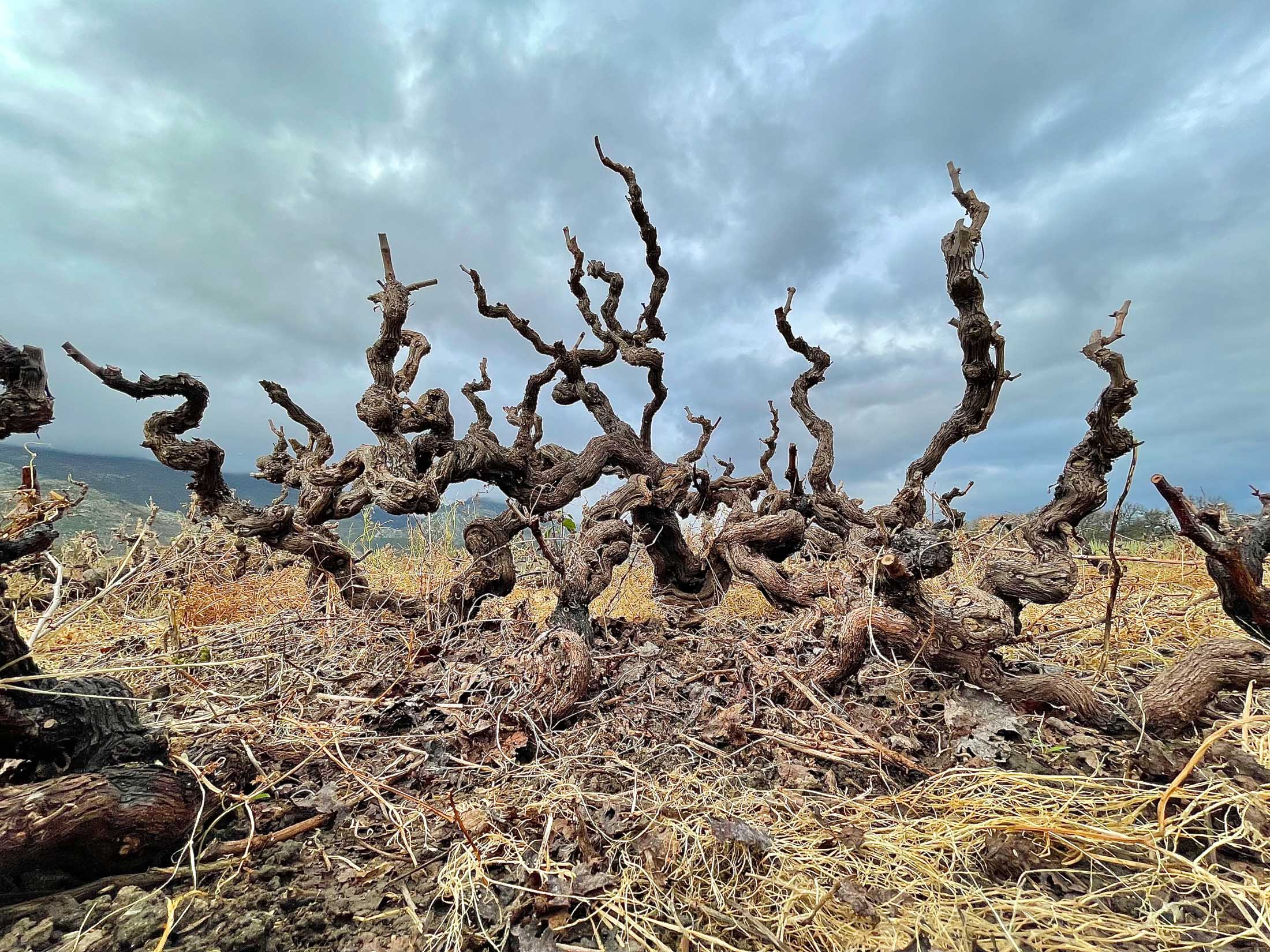 Tambo   Vine Programme Announcement