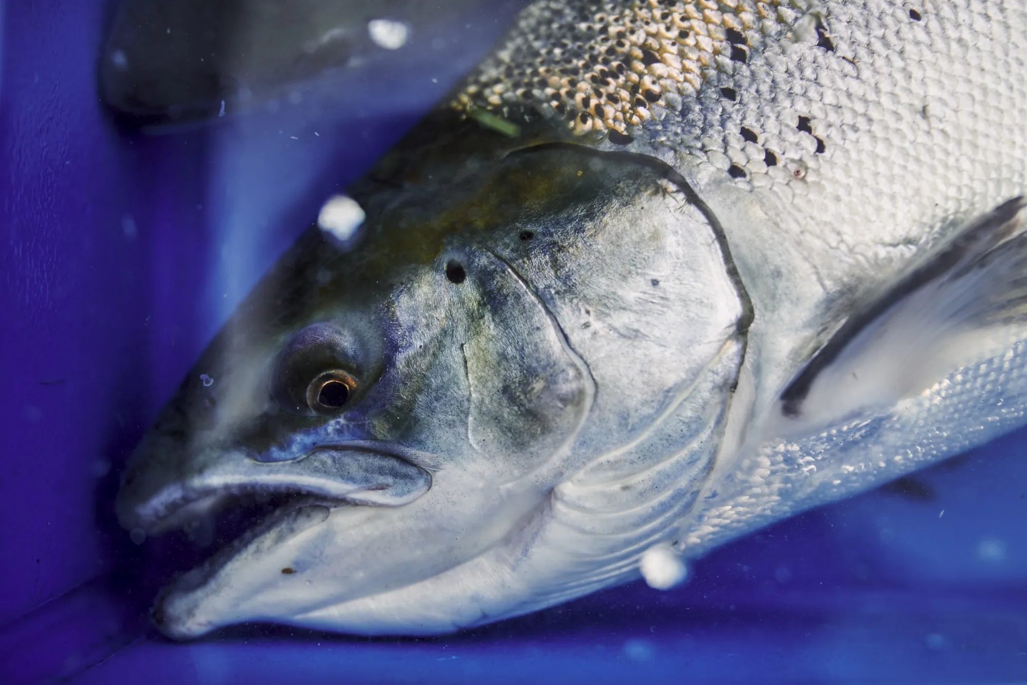 The new outbreak had been blamed on imported salmon after the head of a food market where clusters were detected said the virus had been traced to a chopping board used by a seller of the red-fleshed fish.
