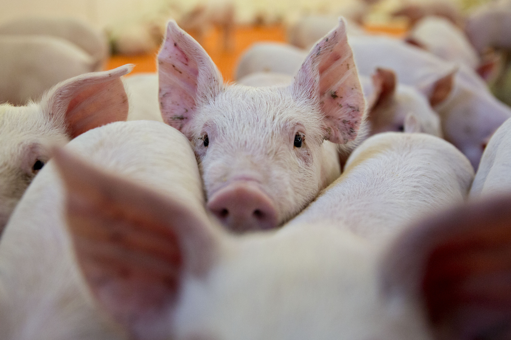 Meat Prices Seen Rising As Deadly Virus Wipes Out Chinese Hogs