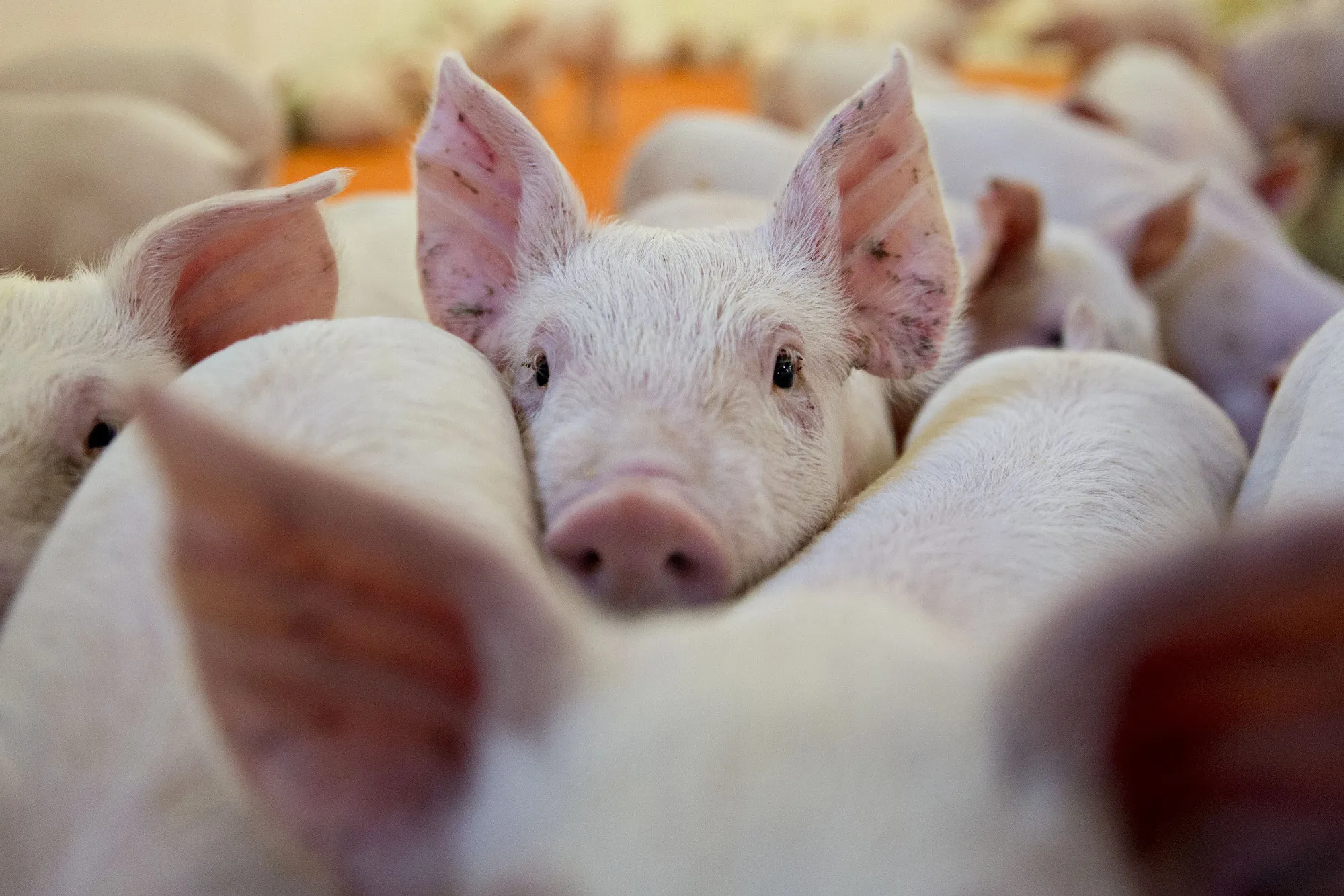 This Chinese Pig Breeder Is Gaining From Swine Fever for Now