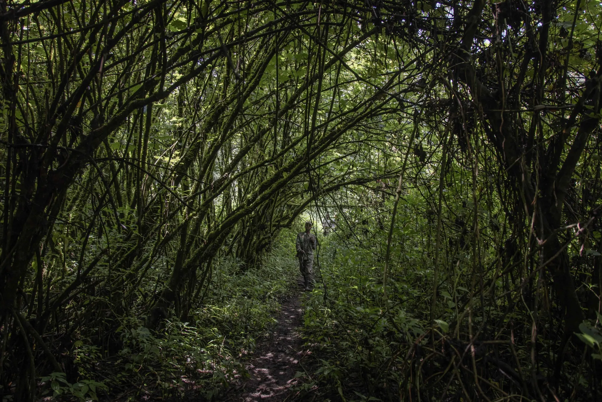 The DRC’s forests are massive carbon sinks.