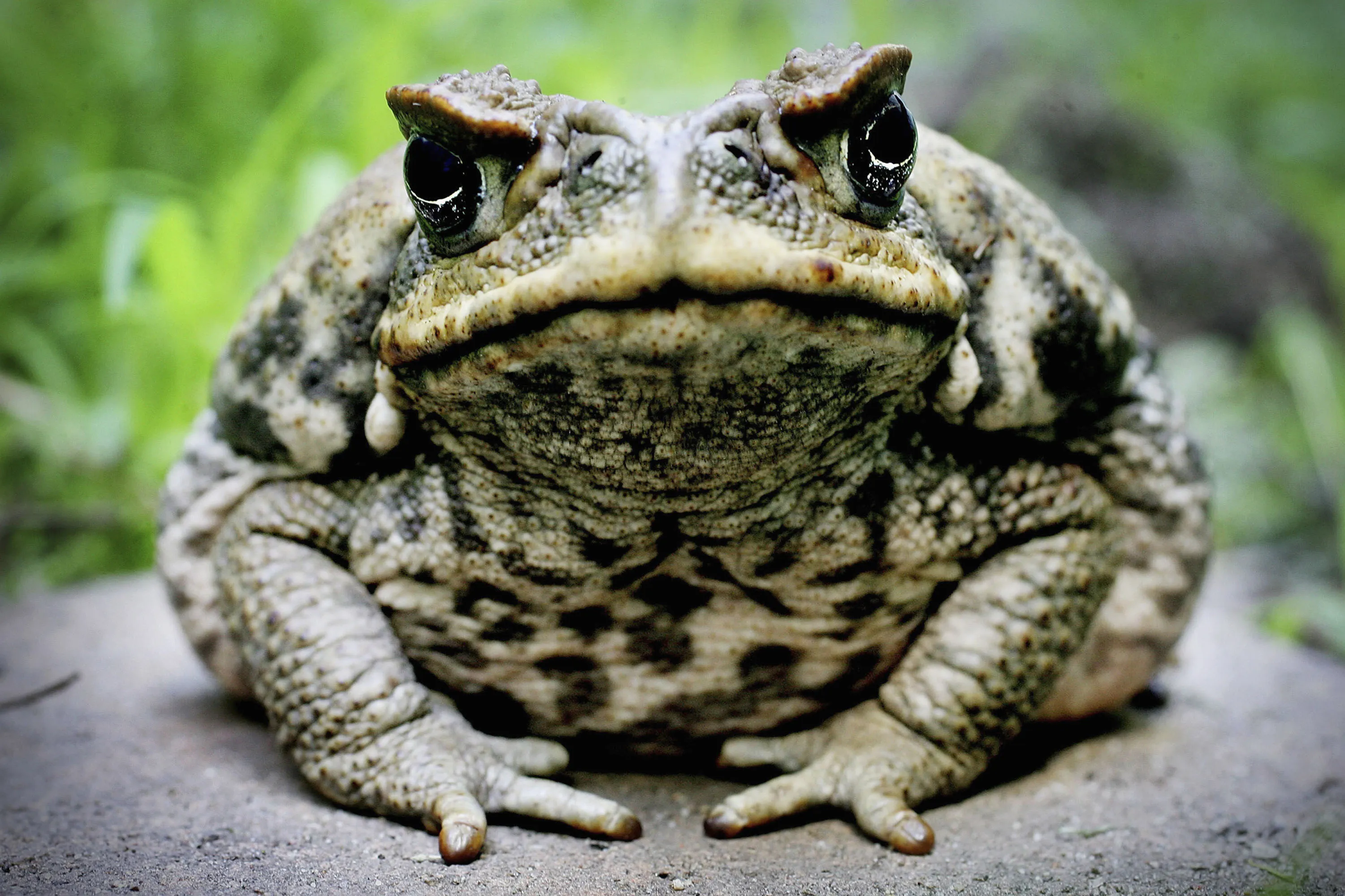 A Cane Toad&nbsp;