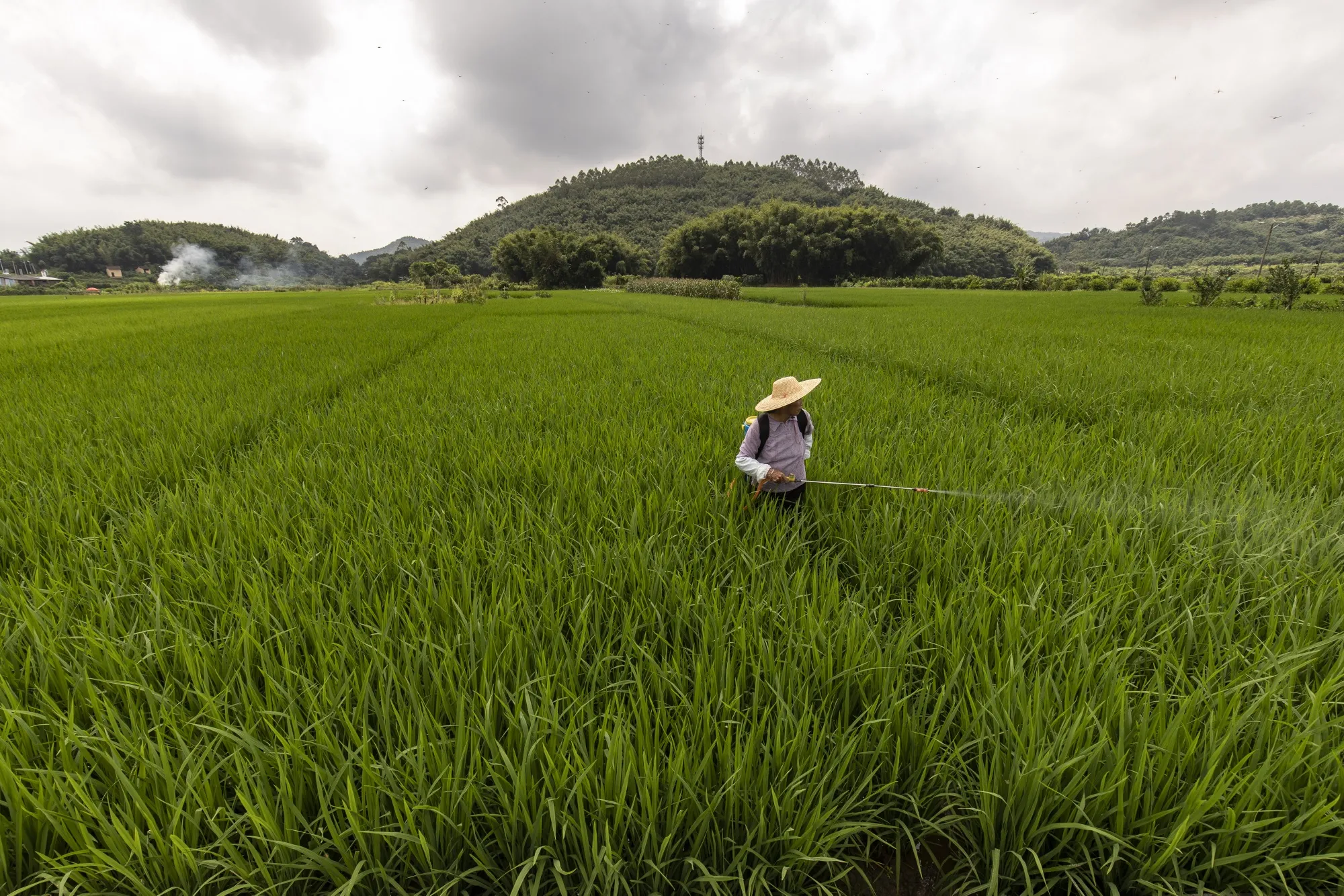A worker in the fields near the township of Huangtian, in Zhaoqing, Guangdong province, China.