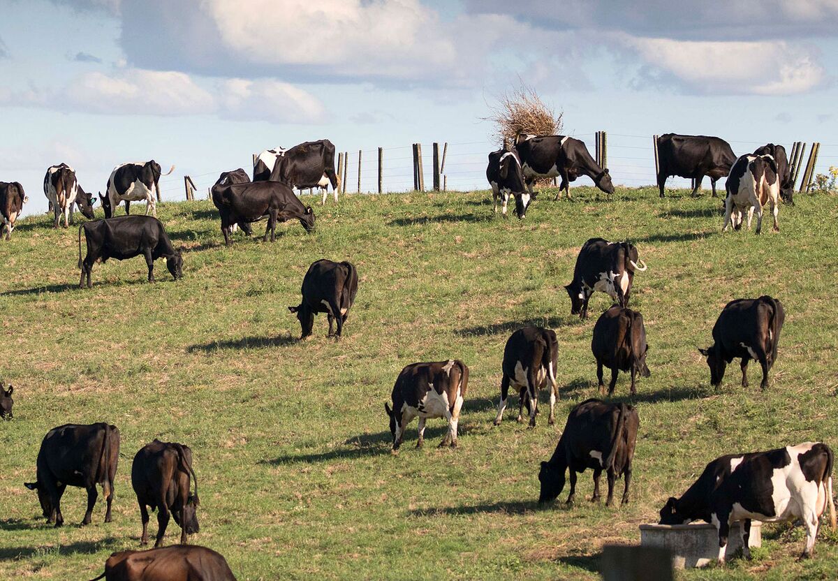 Odd Lots: What Mathematical Models of Herding Cows Can Teach Us About  Markets - Bloomberg