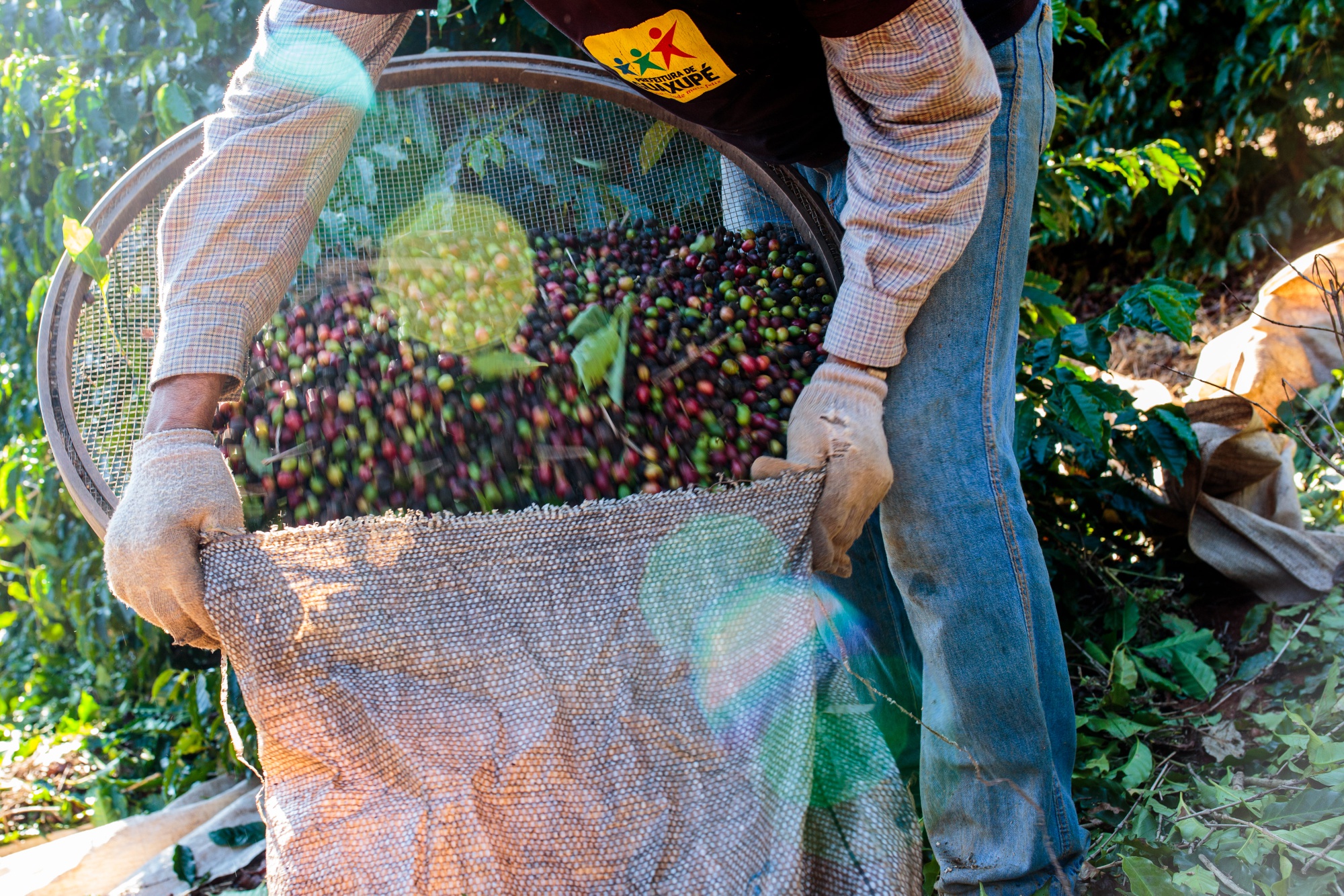 A worker bags coffee cherries during harvest in Minas Gerais state, Brazil.