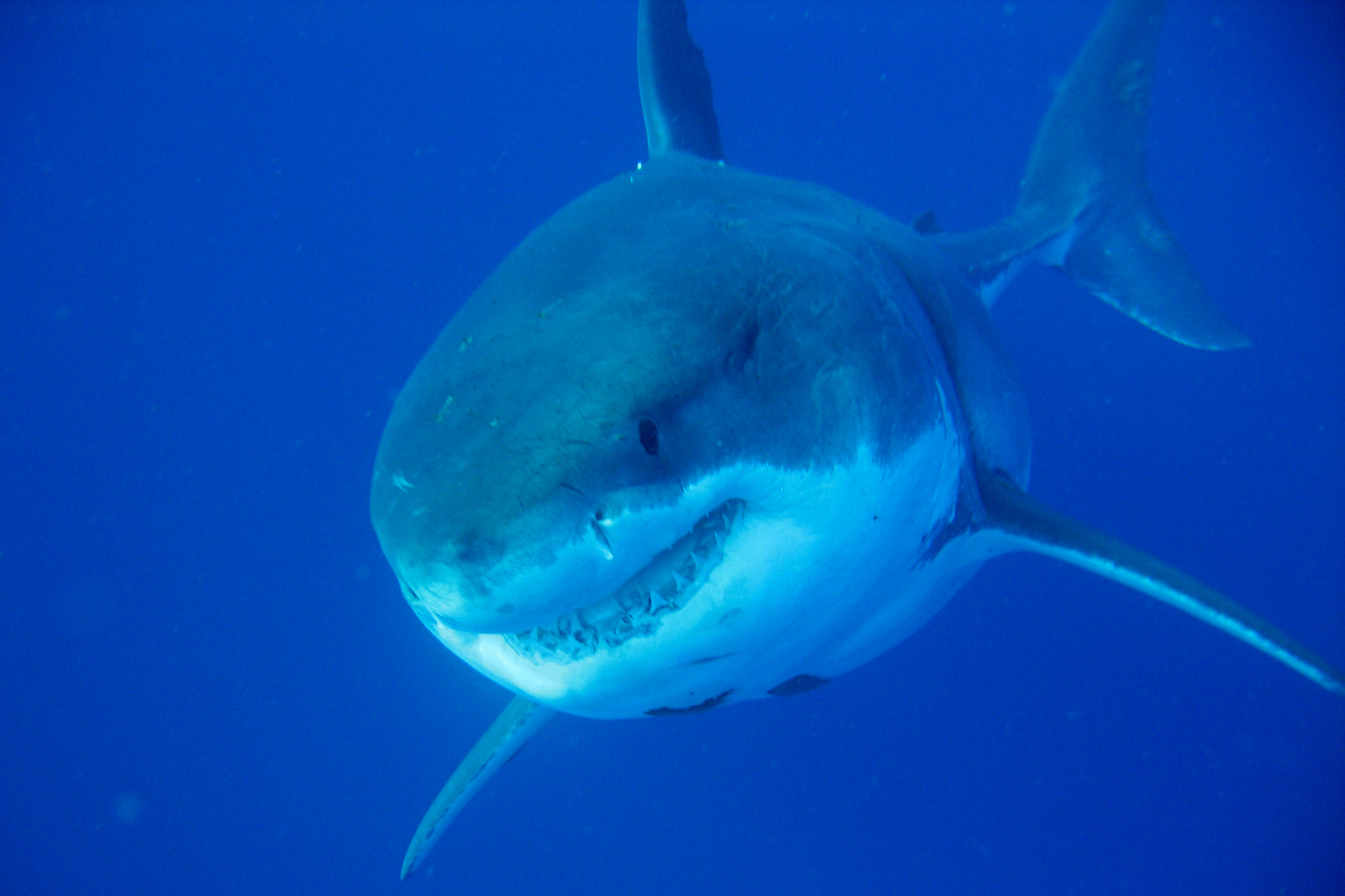 Shark Researchers Encounter One of the Largest Great Whites Ever - Bloomberg