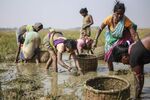 Women fish in open waterlogged fields in Dhinkia , Jagatsinghpur District, Odisha India, on Saturday, January 18, 2014.
