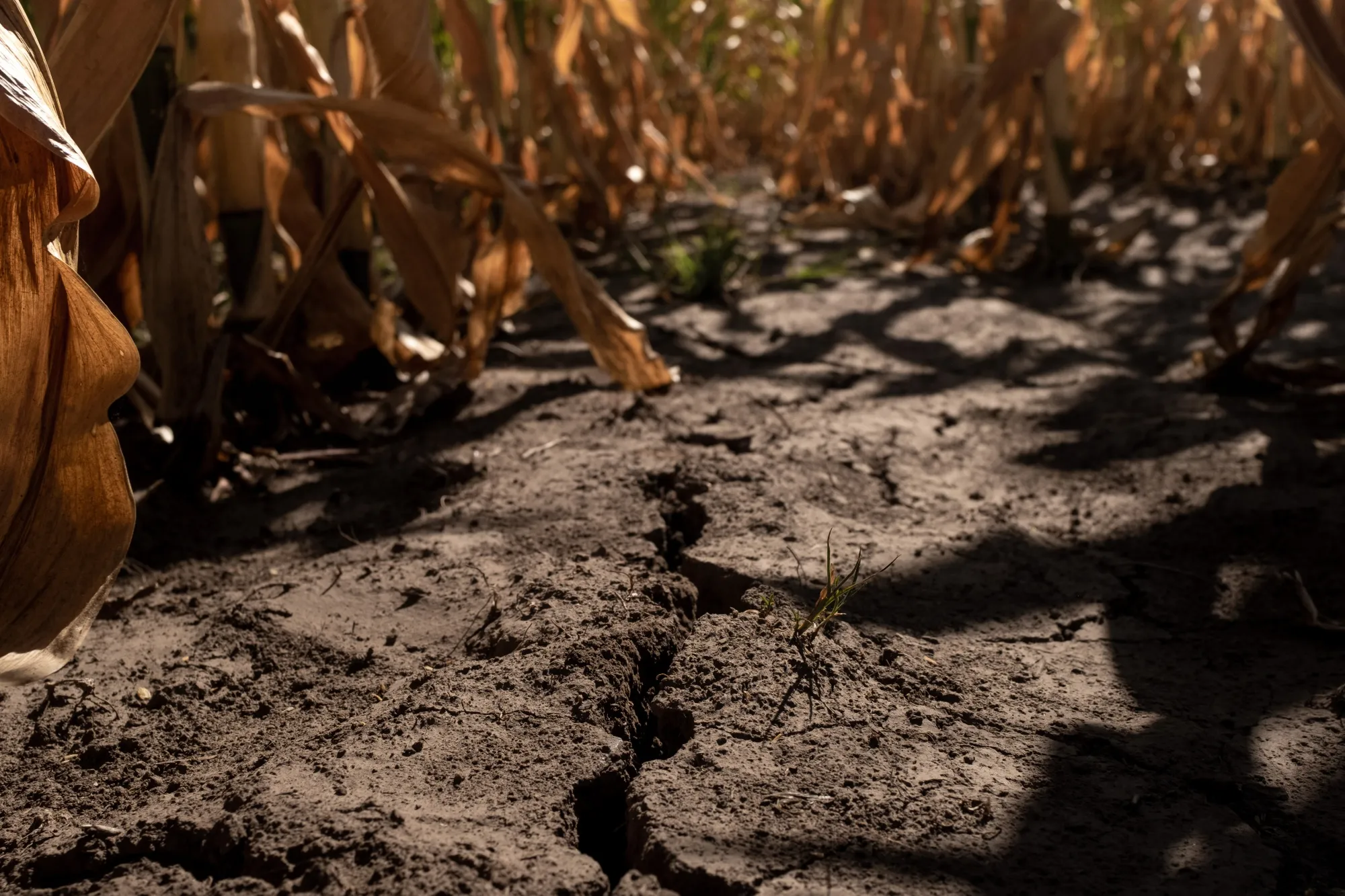 Cracked soil on a farm during a heat wave in San Antonio de Areco, Buenos Aires province, Argentina.