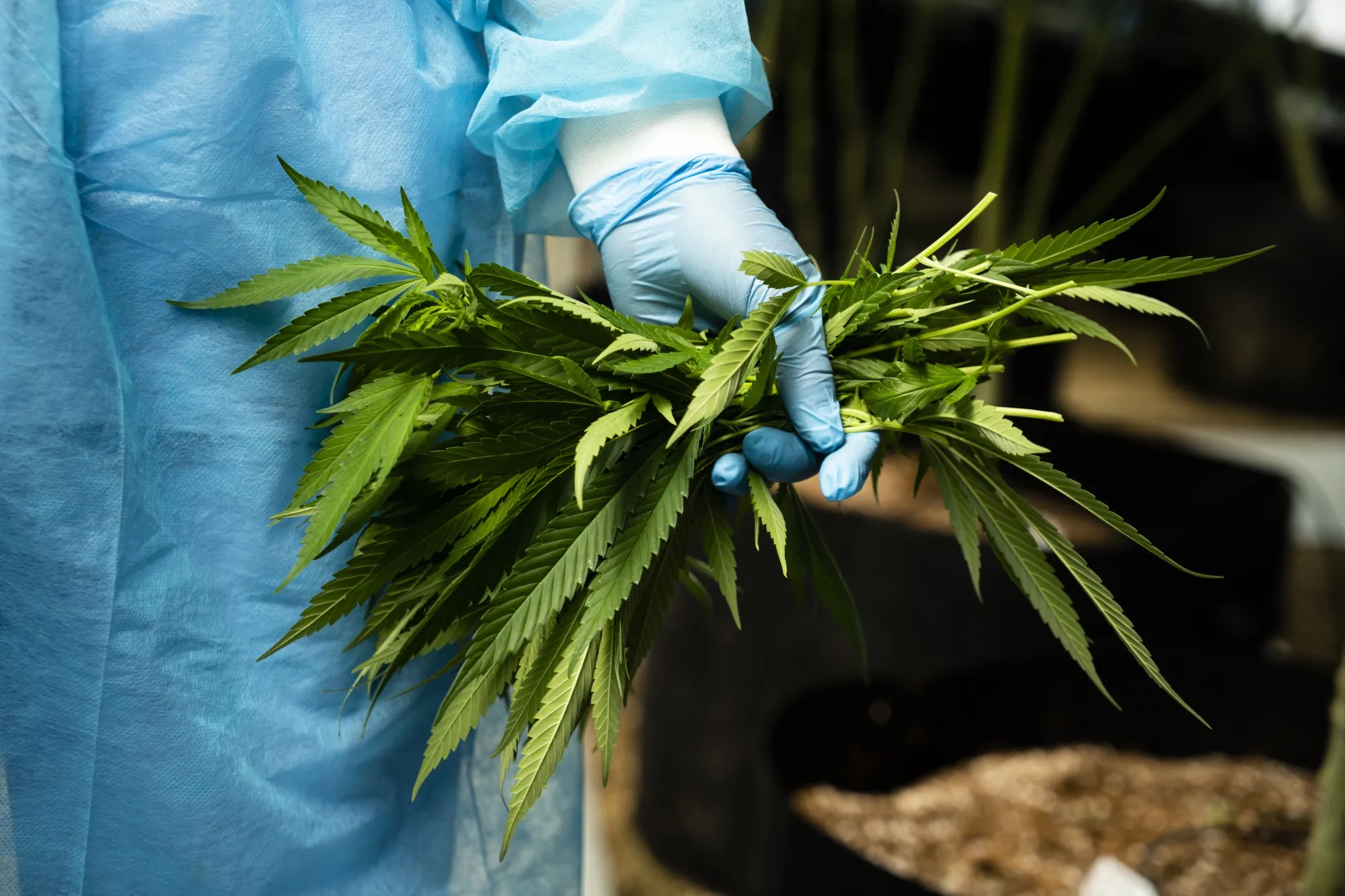 Cannabis Production As Uruguay Bets On Medical Marijuana Exports