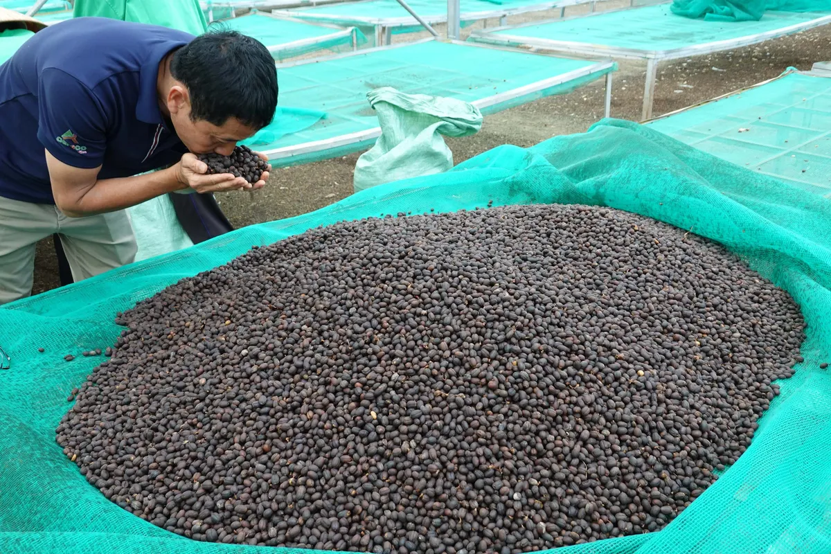 لی دین تو از Aeroco Coffee دانه‌های تخصصی مزرعه خود در خارج از Buon Ma Thuot را بو می‌کند.
